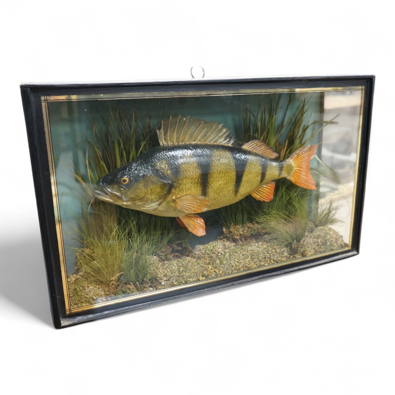 A 20th century taxidermy European Perch in case, with paper label reading; ‘Preserved by J. Cooper & Sons, 28 Radnor Street, St Luke’s, London E.C.’, dimensions; 52cm wide, 31.5cm high, 13cm deep